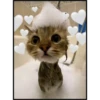 More cats 7
