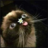 More cats 8