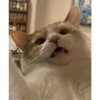 Cats 10