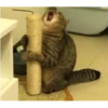 Cats 11