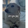 homophobic dog 9