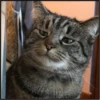 More cats 10