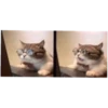 Cats 12