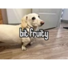 homophobic dog 10