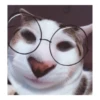 cAt 2