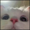 More cats 12