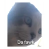 cAt 3