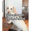 homophobic dog 11