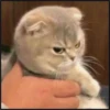 More cats 13