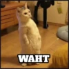 WAHT