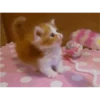Cats 13