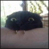 More cats 16