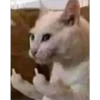 Cats 14