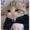 Cats 5