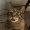 Cats 15