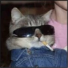 More cats 17