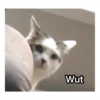 cAt 4