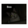 cAt 5