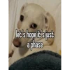 homophobic dog 13