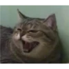Cats 16