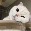 Cats 6