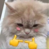 NYEONG 9