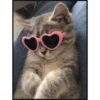 More cats 18