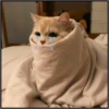 More cats 19