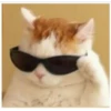 Cats 7