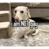homophobic dog 14