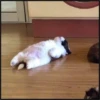 More cats 21