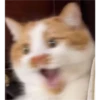 Cats 17