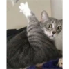 Cats 18