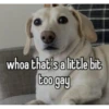 homophobic dog 16