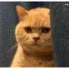 Cats 8