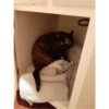 Cats 19