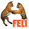 FELI