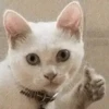 Cats 9