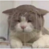 Cats 20