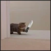 More cats 22