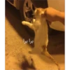 برا برا