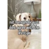 homophobic dog 17