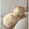 Cats 10