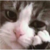 Cats 21