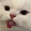 Cats 22