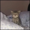 More cats 24