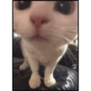 More cats 25