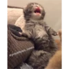 Cats 23