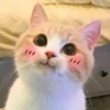 NYEONG 15