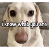 homophobic dog 19
